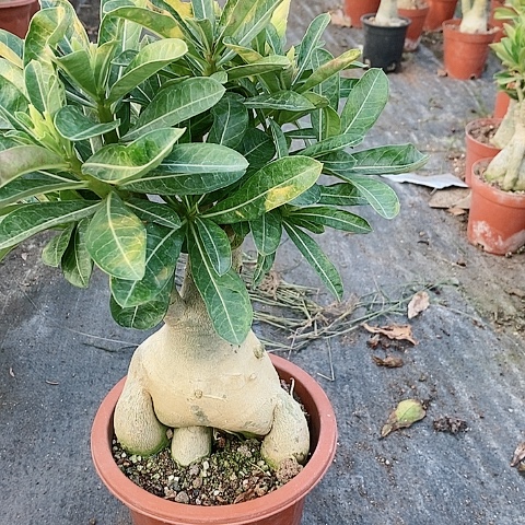 【闪购商品】无花朵用****9