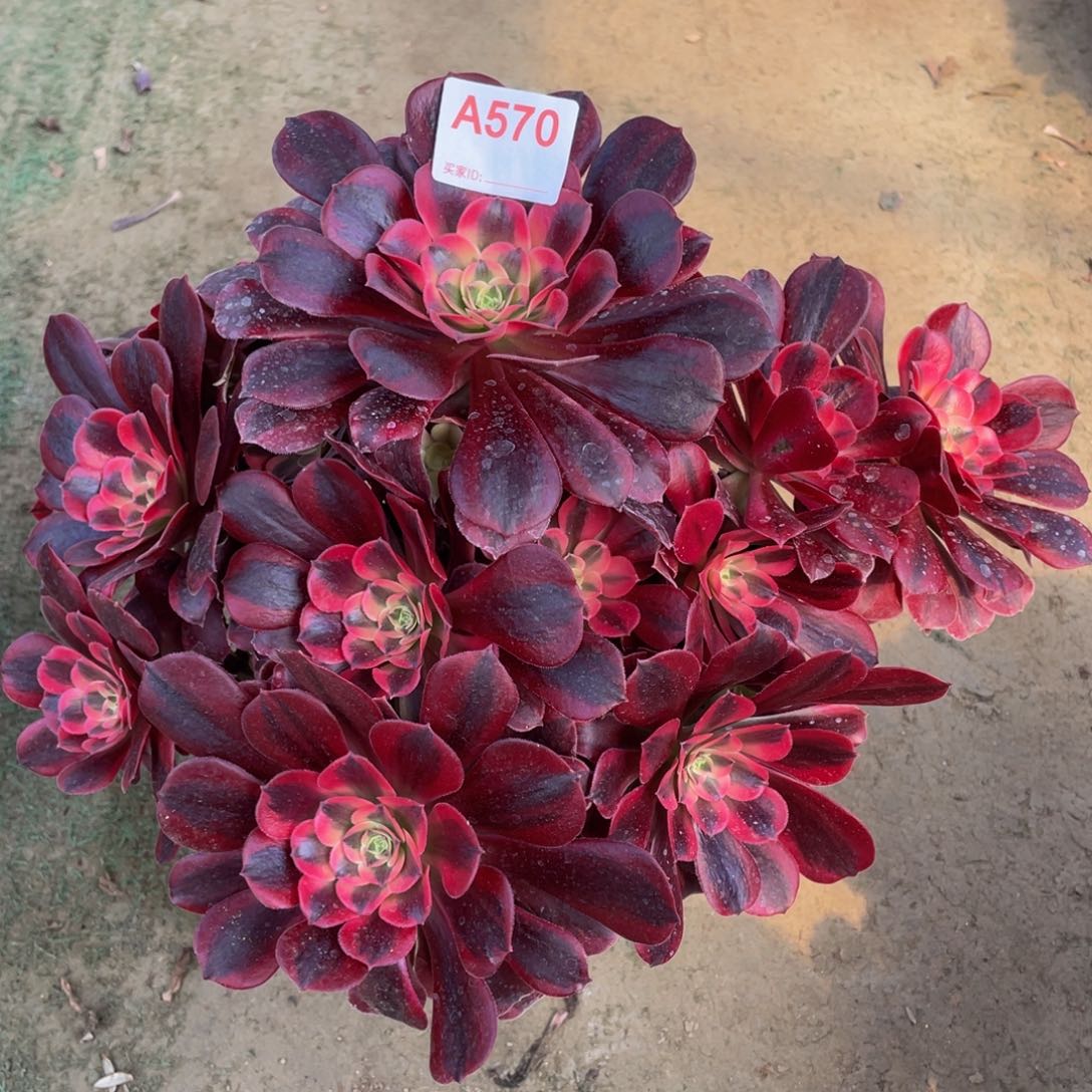 精品法师多肉美杜莎570