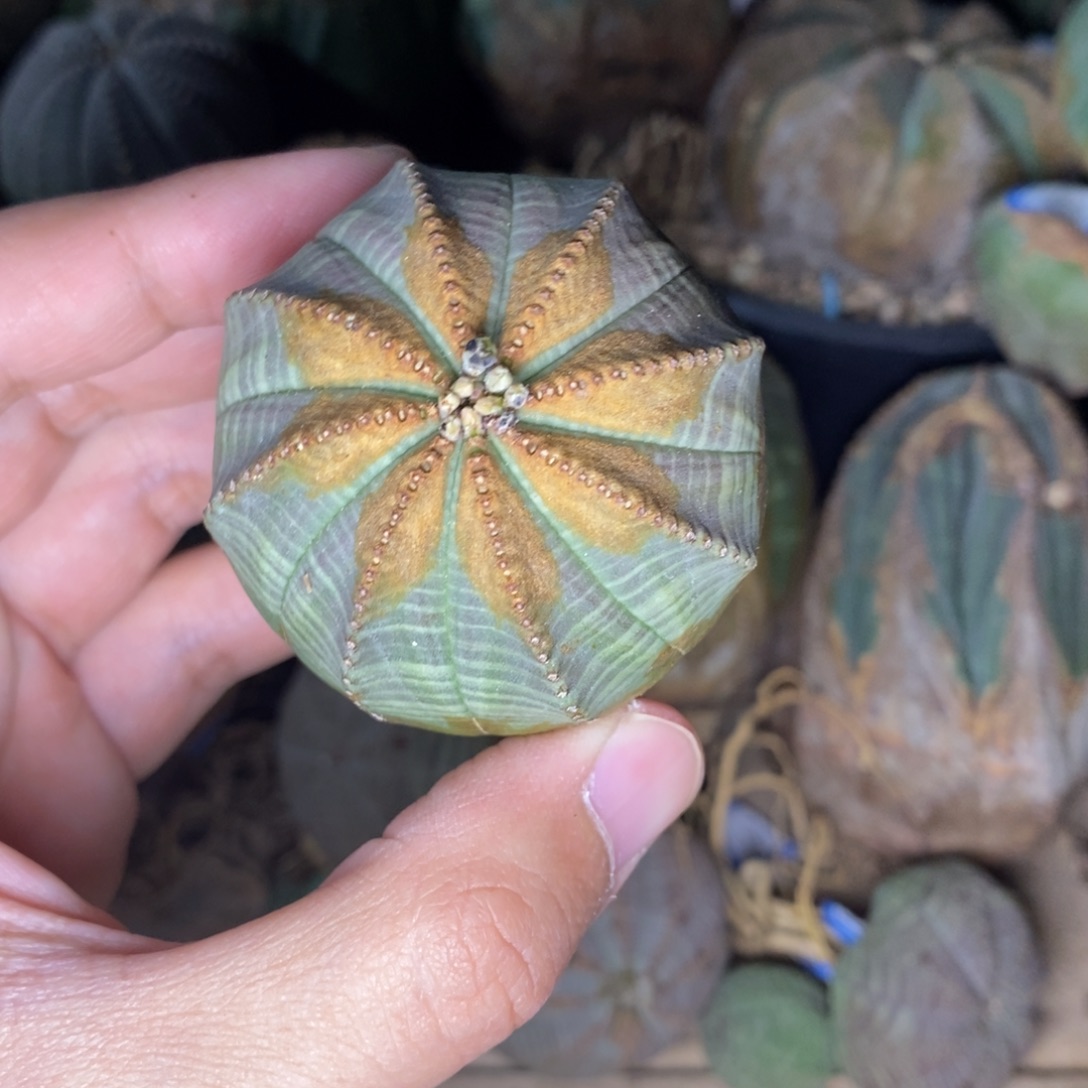 4 欧系实生布纹球多肉植物