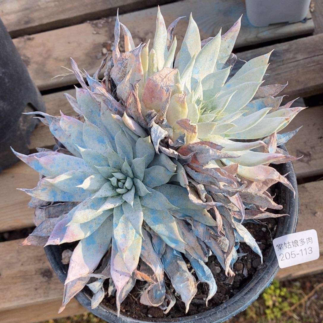 113号牡丹叶粗腿子