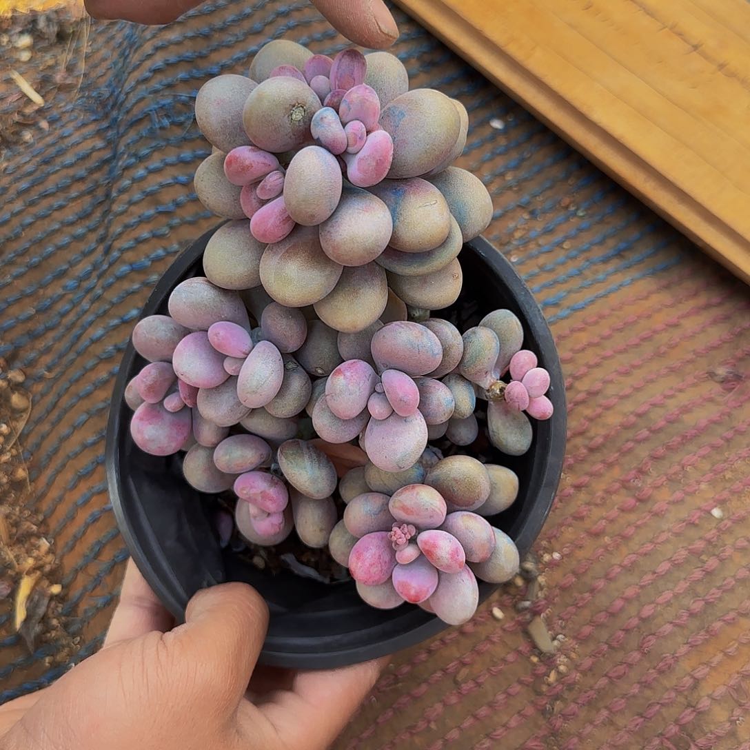 多肉植物桃蛋2号瑕疵