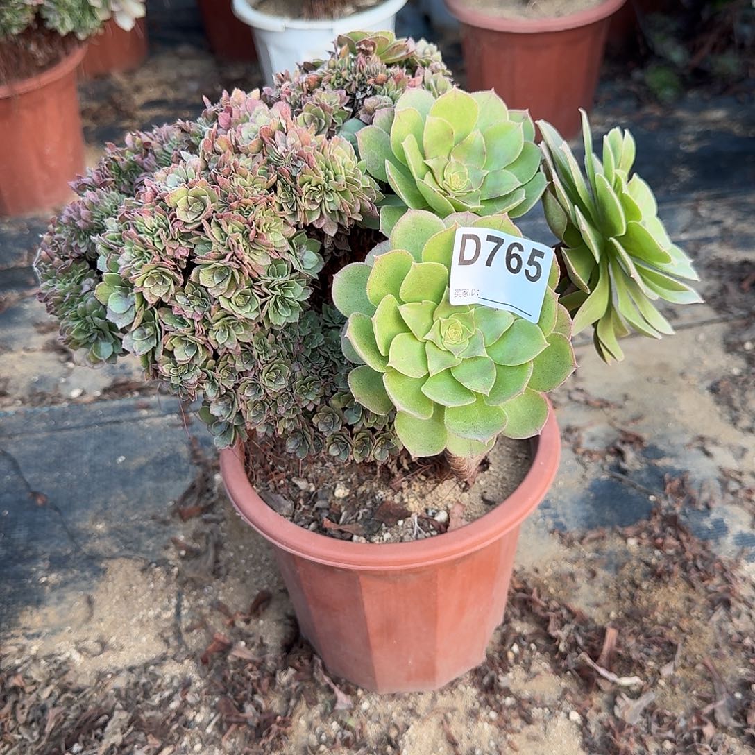 765万缀朵朵一颗呀呀