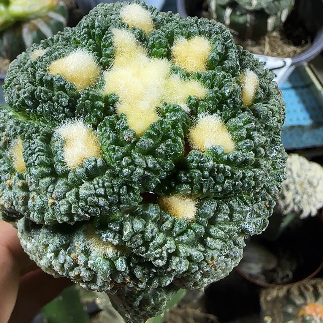 龟甲008仙人球开花