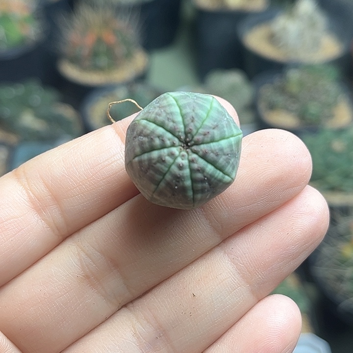 欧版布纹球实生球一颗