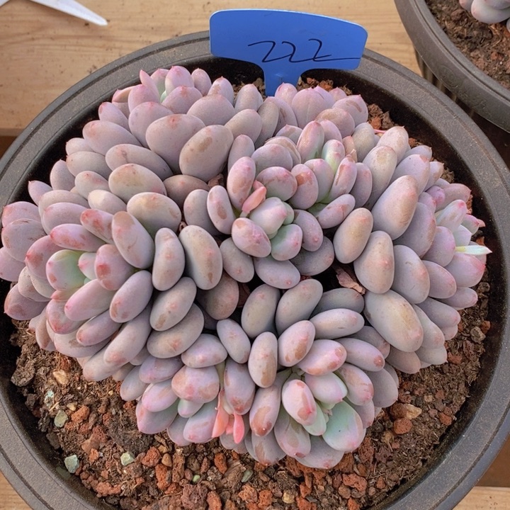 是不是要来我公司呢