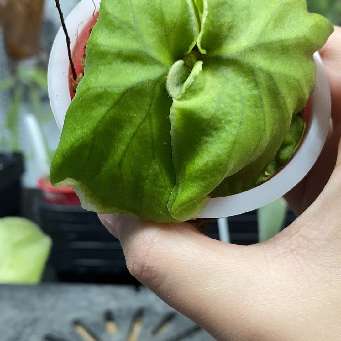 无花朵细叶亚猴鹿角蕨