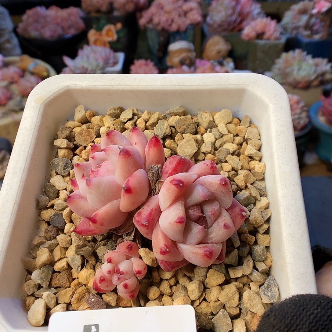 631佳人多肉植物6666