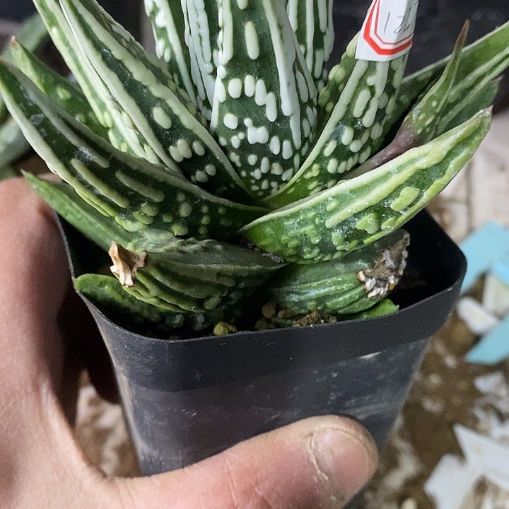 完美主义者勿拍天使之泪122792