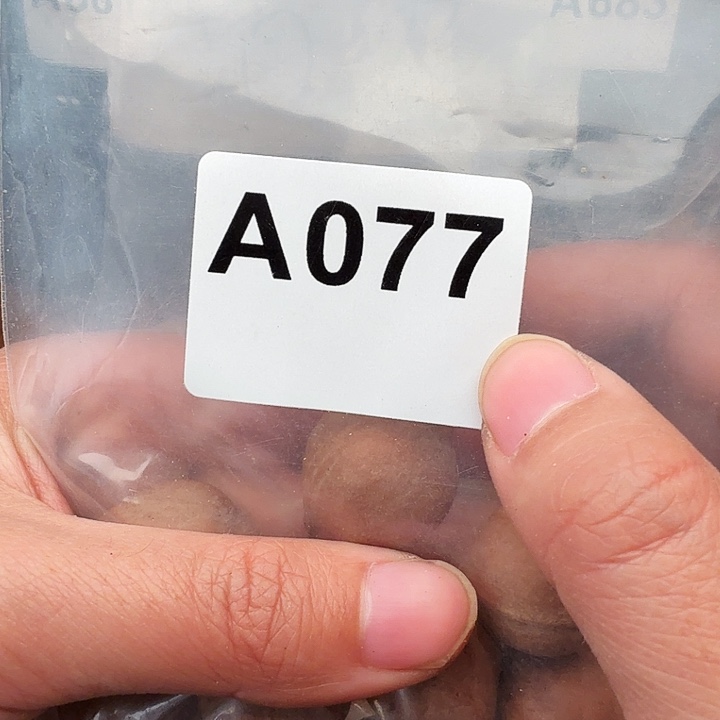 大****橄榄核手串/手链橄榄