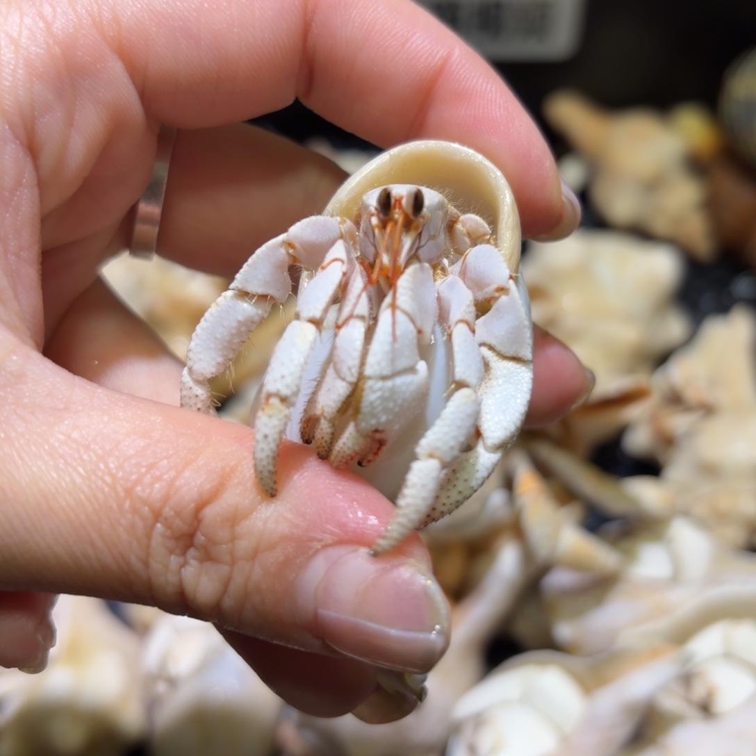  3 瓷白白草寄居蟹 1.9口