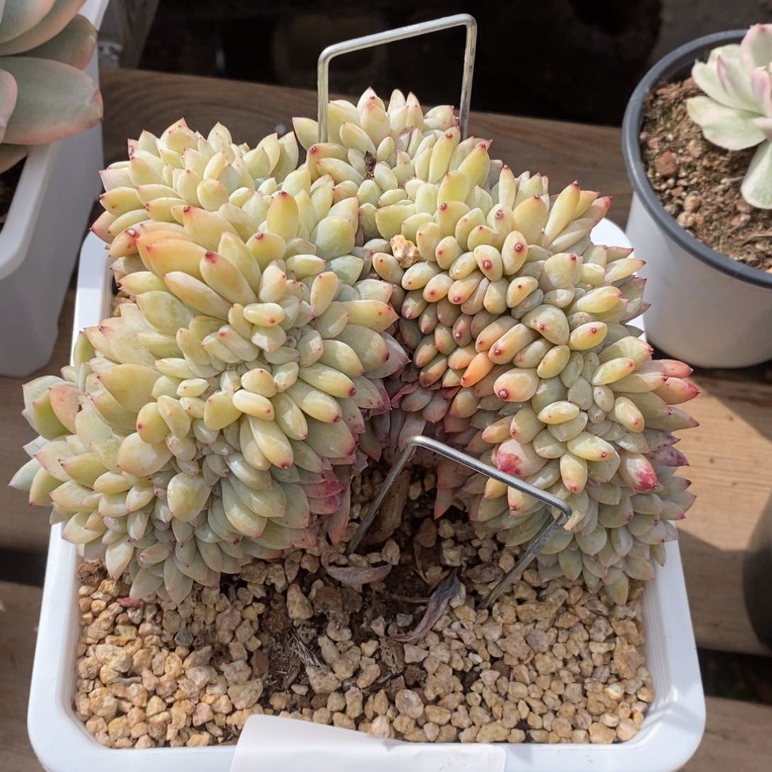 林*子星影缀化多肉植物