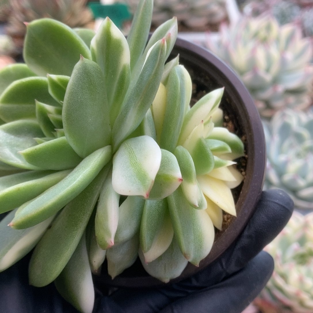 043东云杂锦锦锦锦锦锦