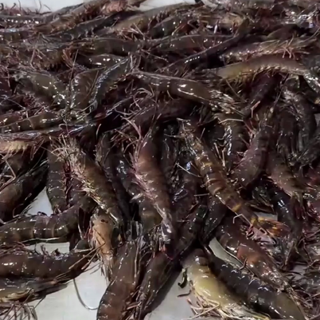 鲜活黑虎虾1斤（离开海水，路上有挂的概率，介意勿拍）