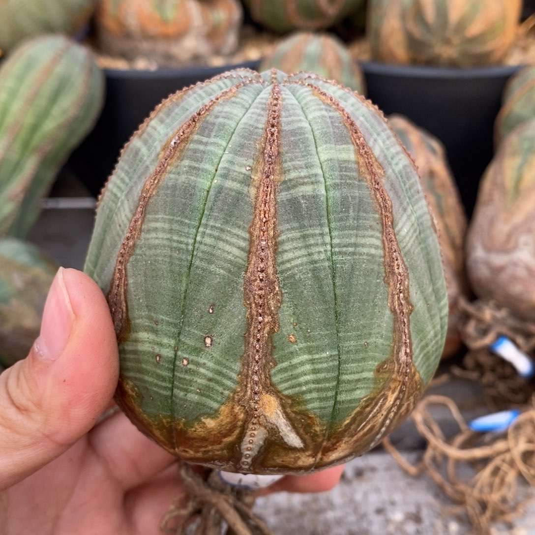 紫***。欧系实生布纹球一物一拍