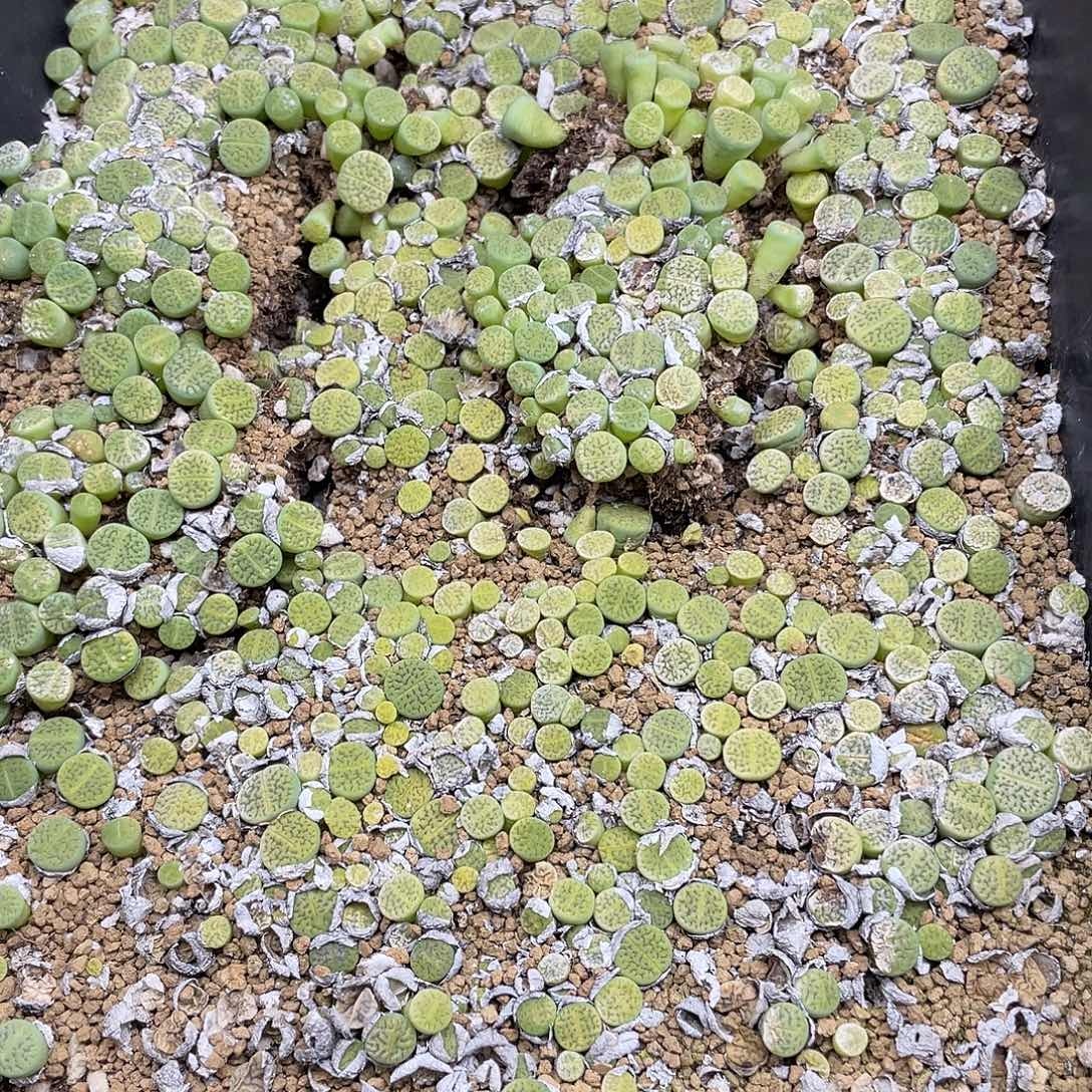 阿***增655000000花花花花花花
