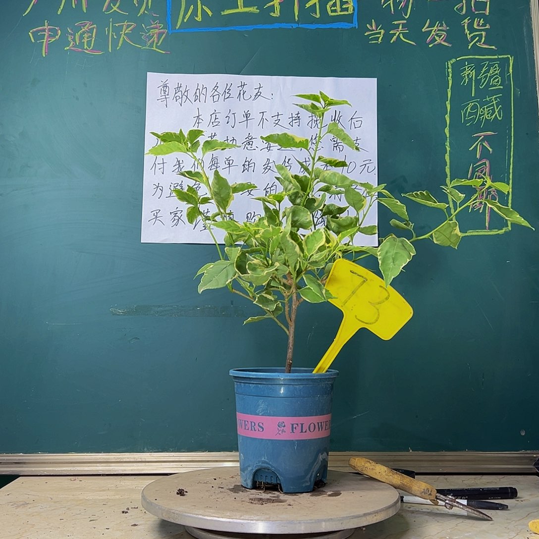 当前无花栽培后可以开花炸 小斑叶丽人 73