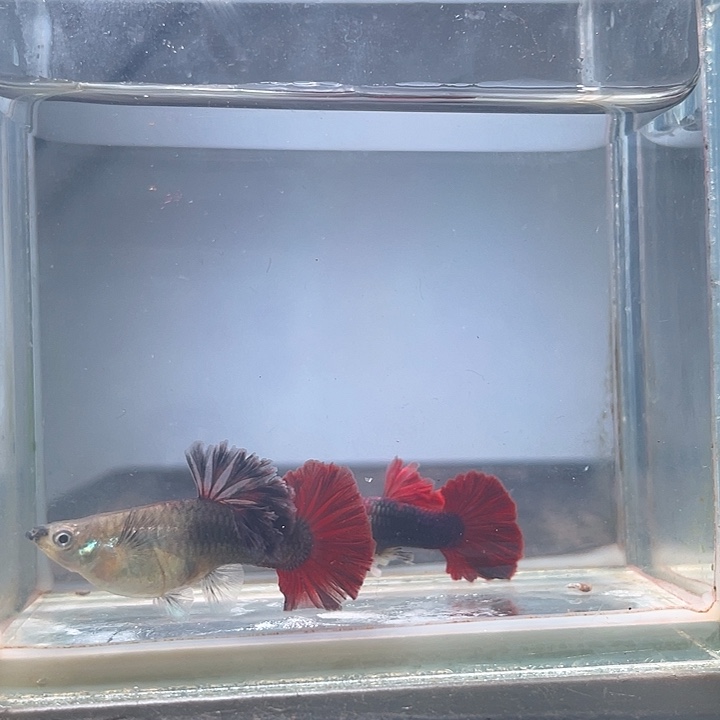 孔雀鱼篮版菊花帆爆绒褶扇