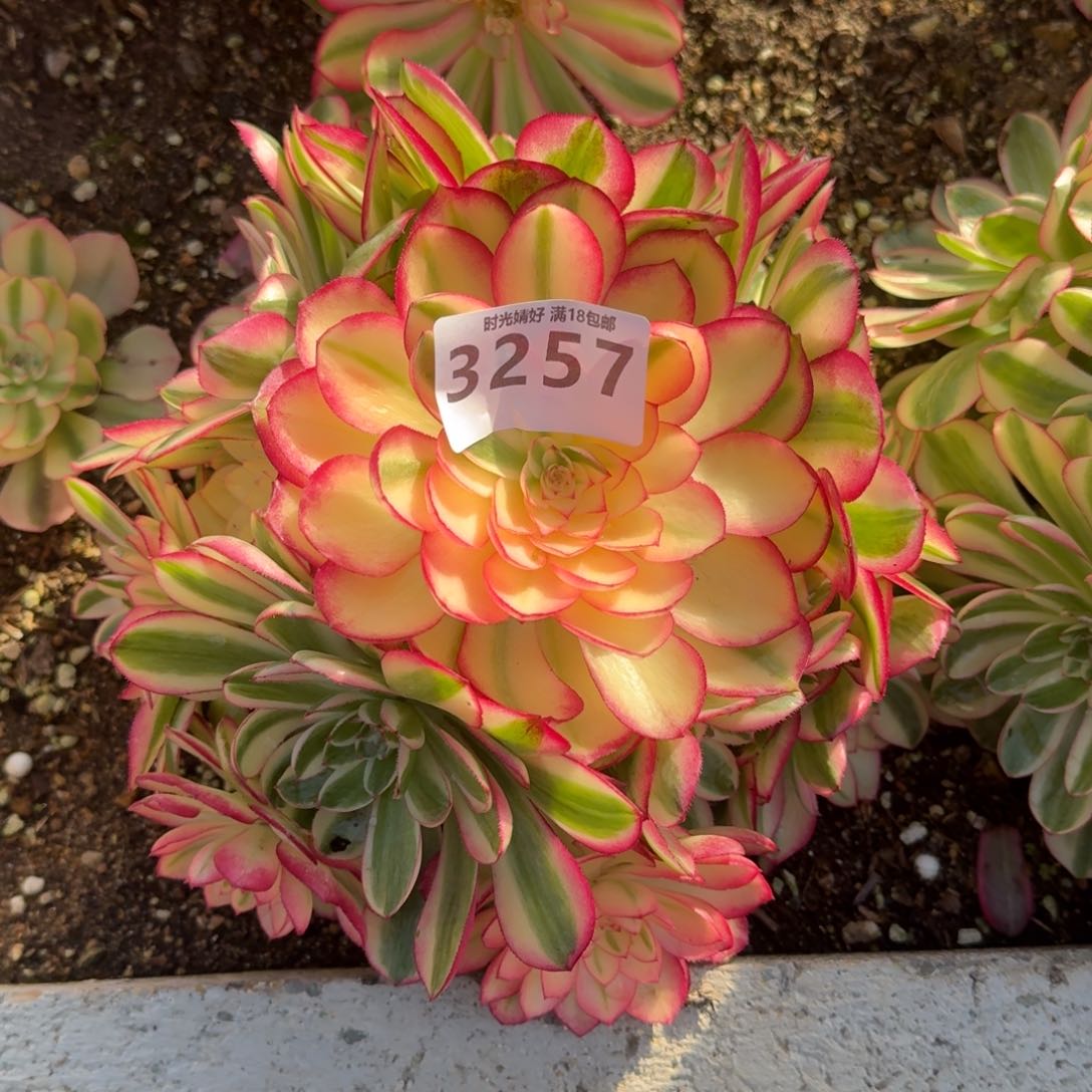 3257荔枝多肉植物