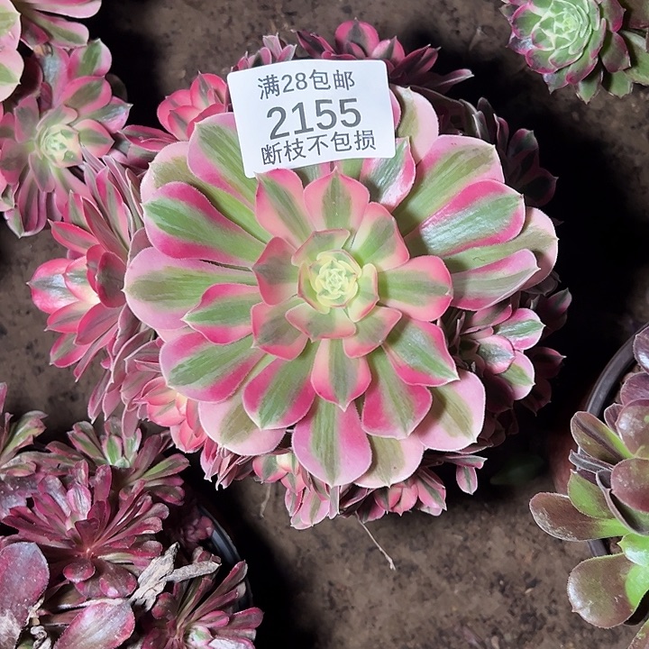 2155粉女巫多肉植物