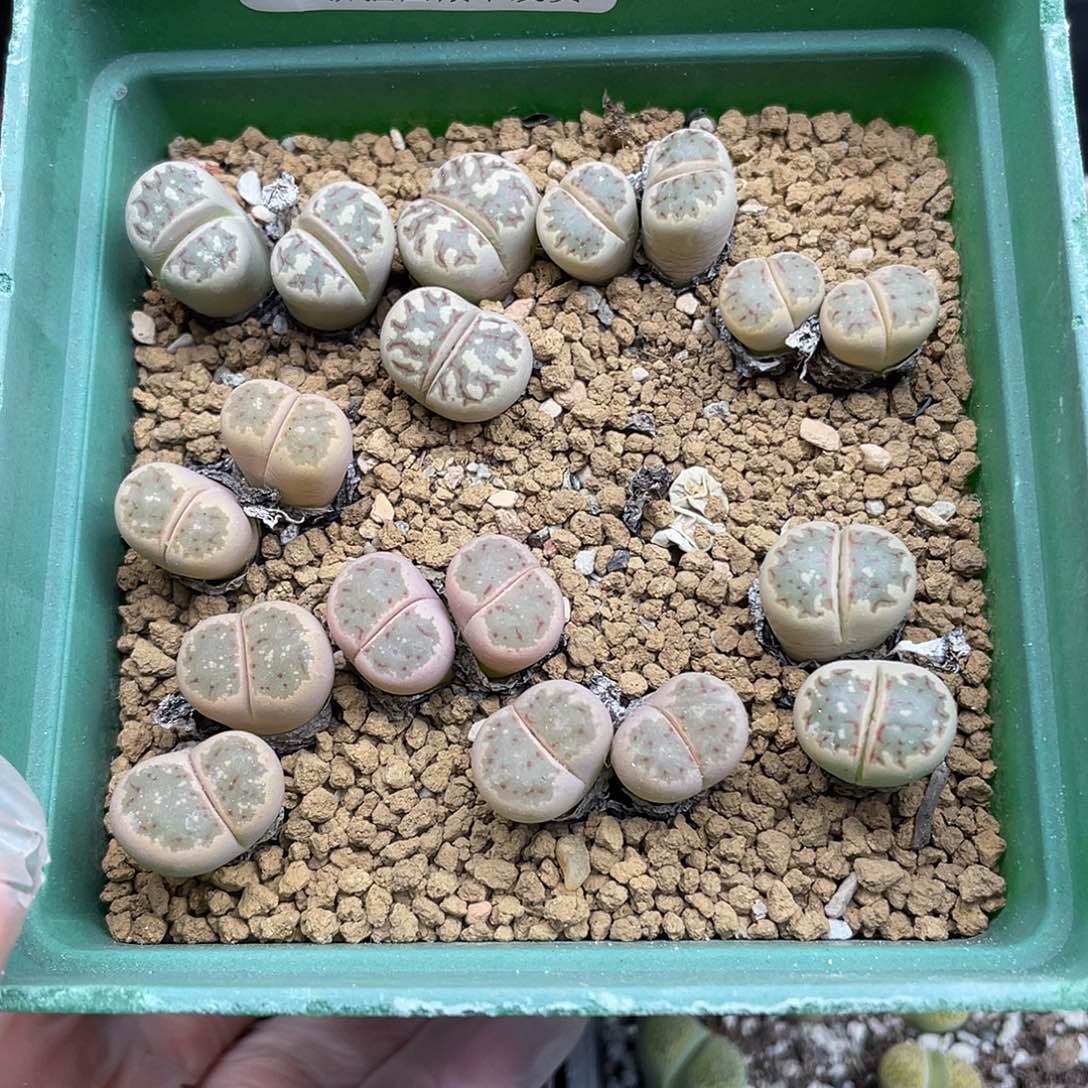 274000000花花花花花花花