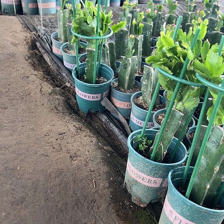 欧***迹5号053围巾0000000000