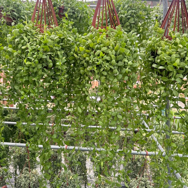 绿叶翡翠吊兰 迷你小盆 带香味原盆室内可壁挂净化空气的绿植盆栽