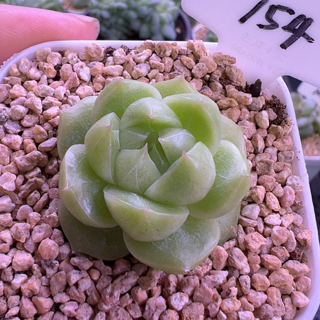 154号珍妮 晗雨多肉