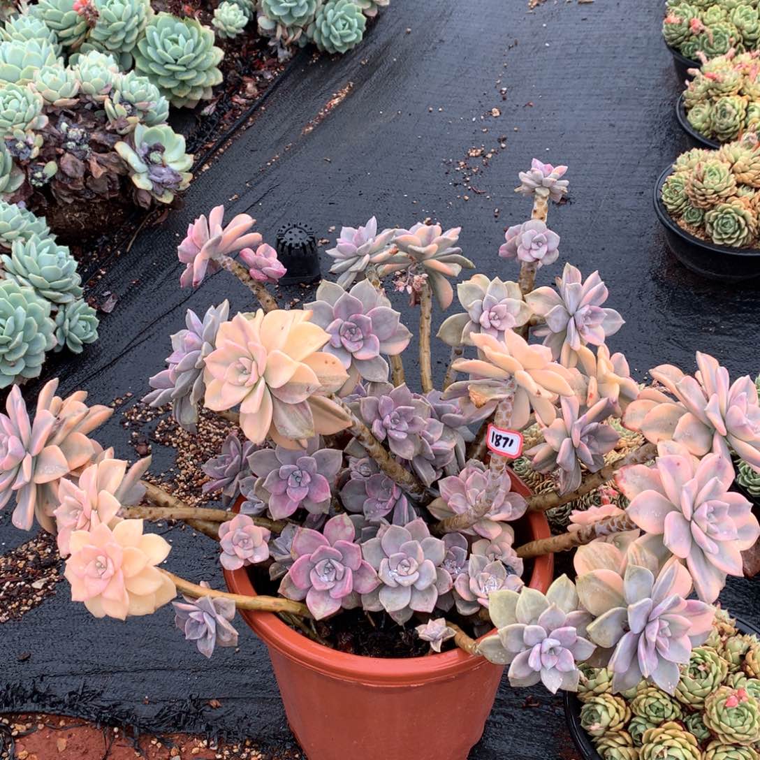 紫乐锦1871晓晓一物一拍物流自理