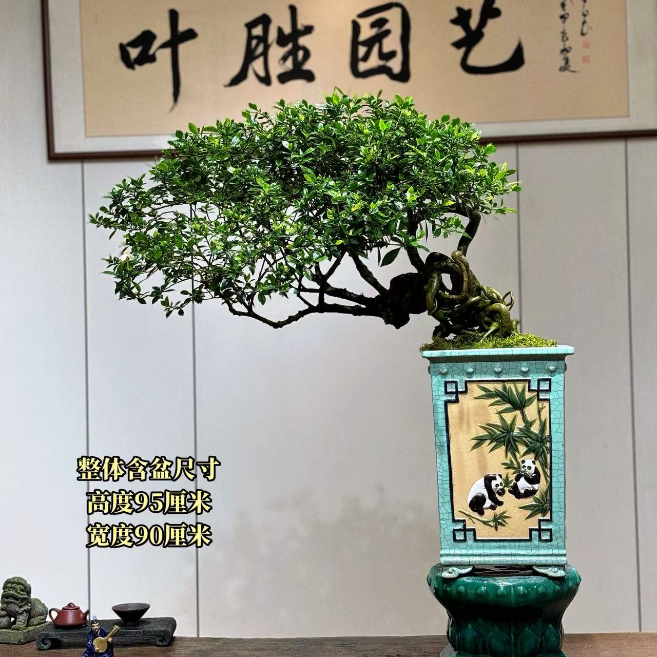 【叶胜园艺】精品四季榄叶栀子花盆景