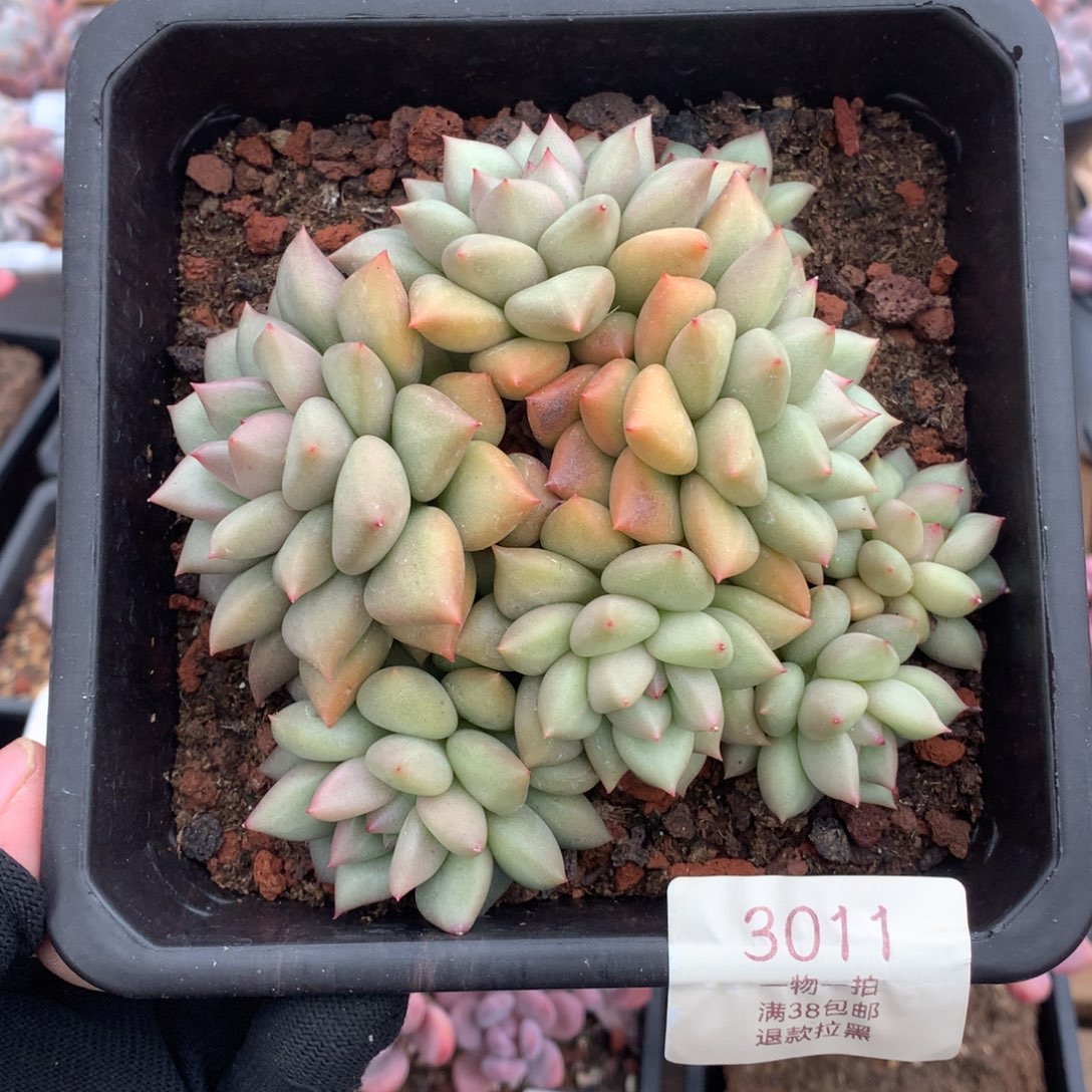 12厘米八头黄金象牙3011