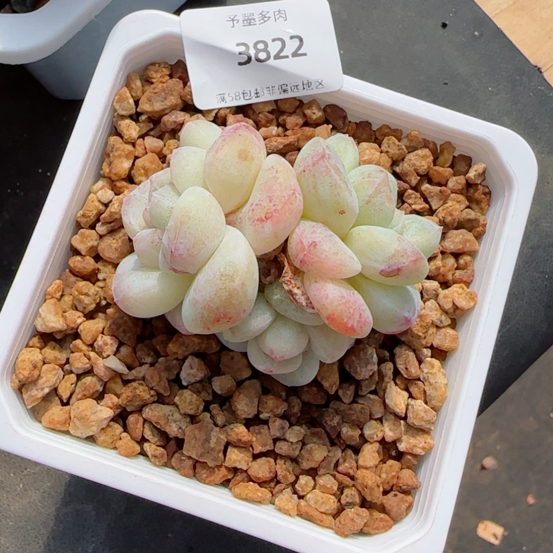 冰玉石化，3822多肉植物