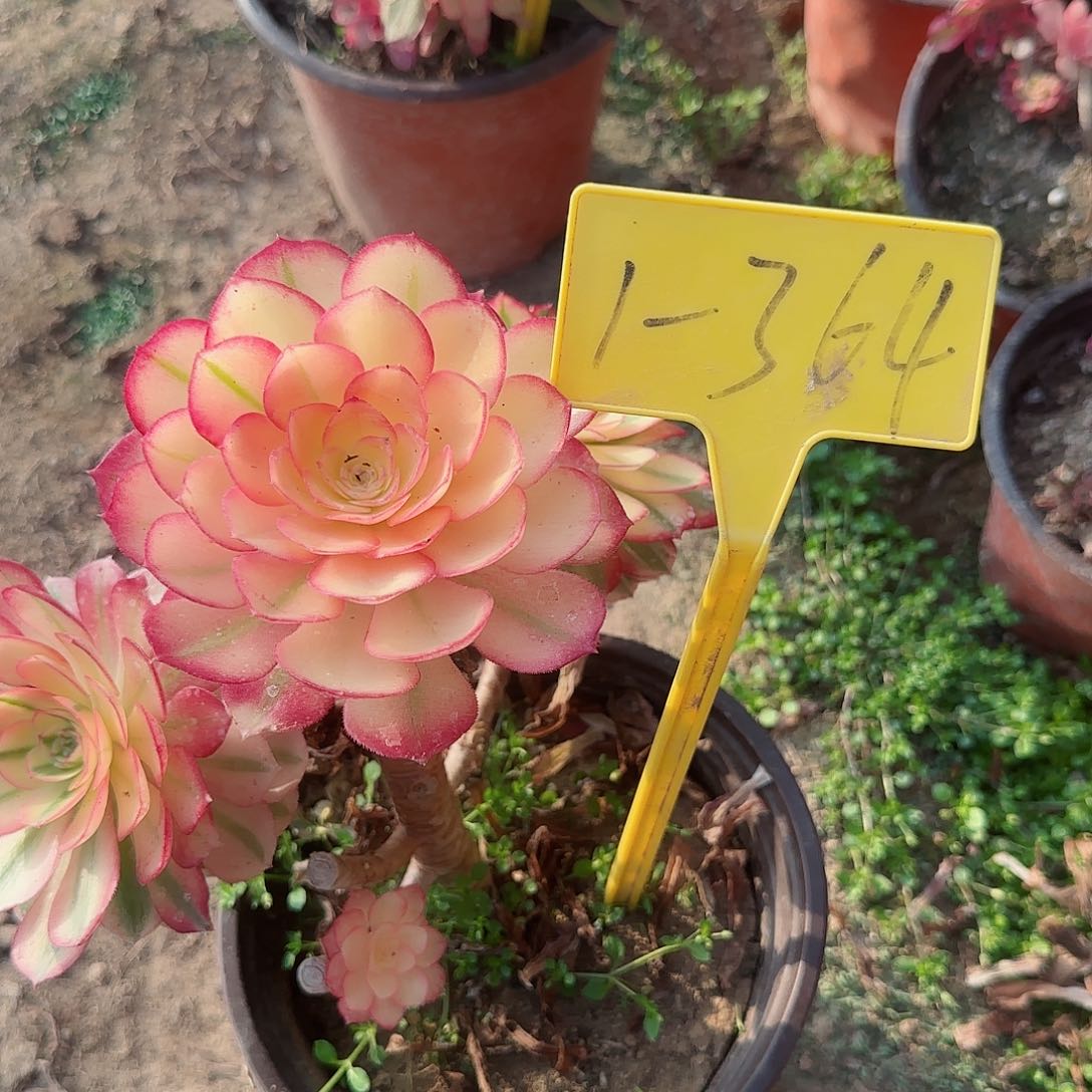 孟***真1-364---多头多肉植物