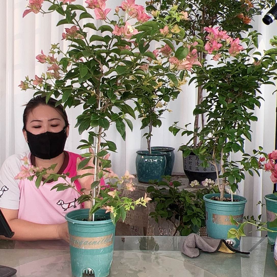 当前无花栽培后可以开花卡亚塔一颗