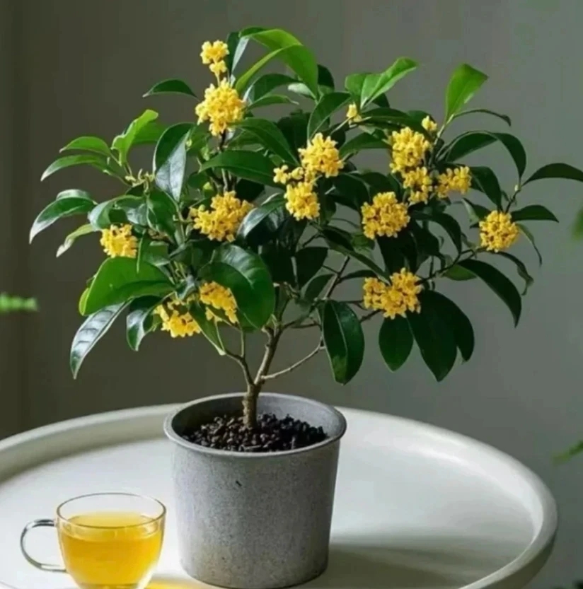 桂花四季桂盆栽室内外好养易活庭院地栽送白盆花带香味