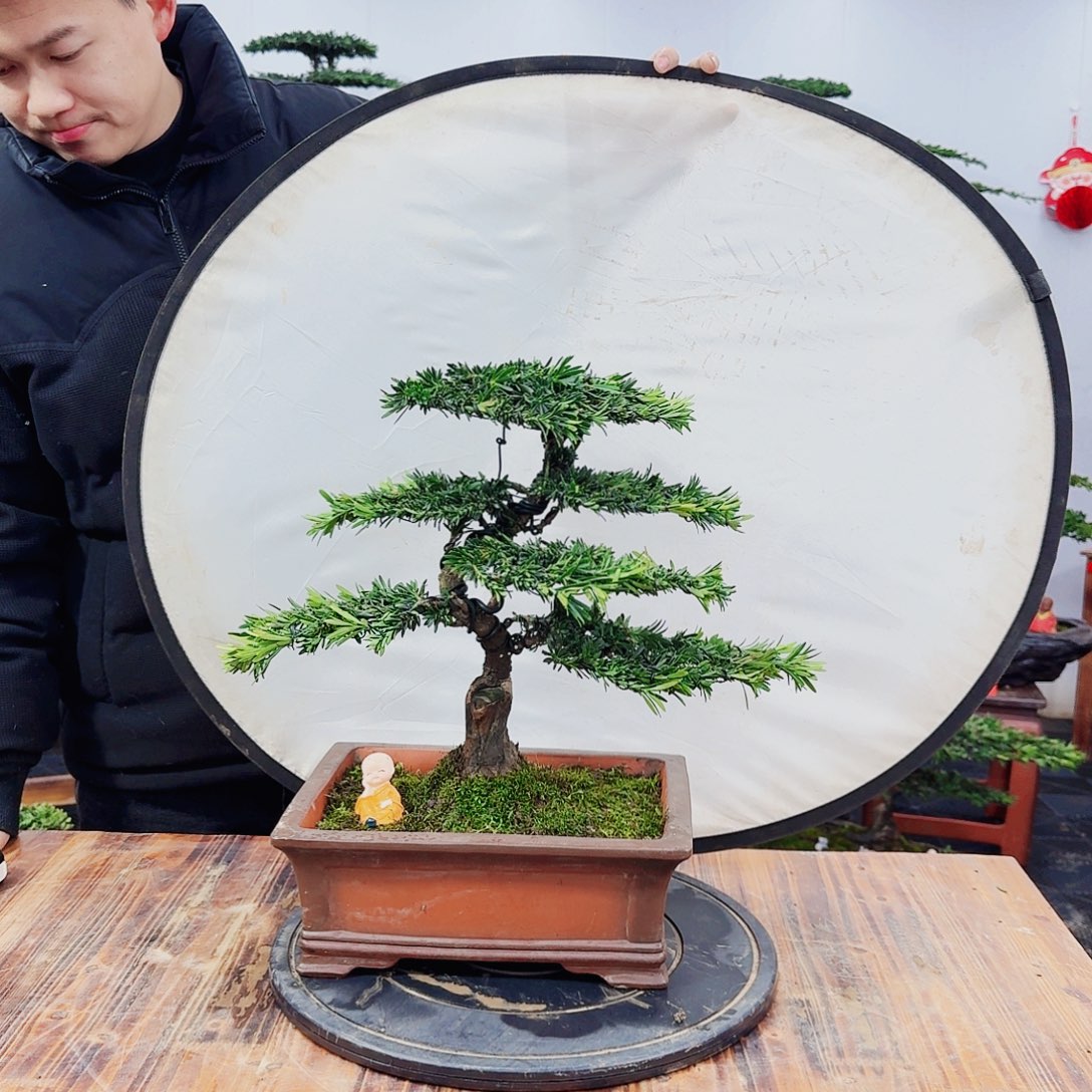 树木罗汉松精品盆景一物一拍
