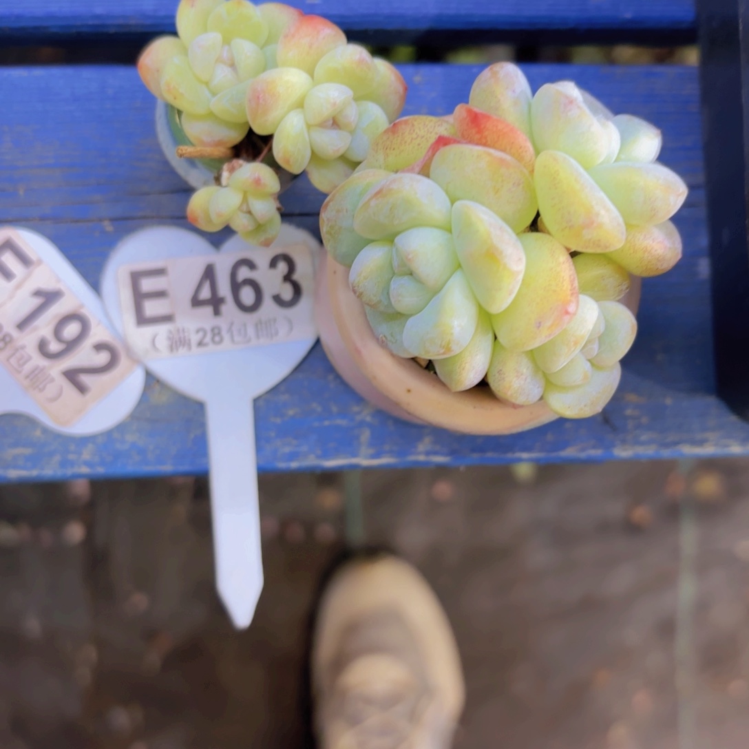 我****E463两盆一物一拍