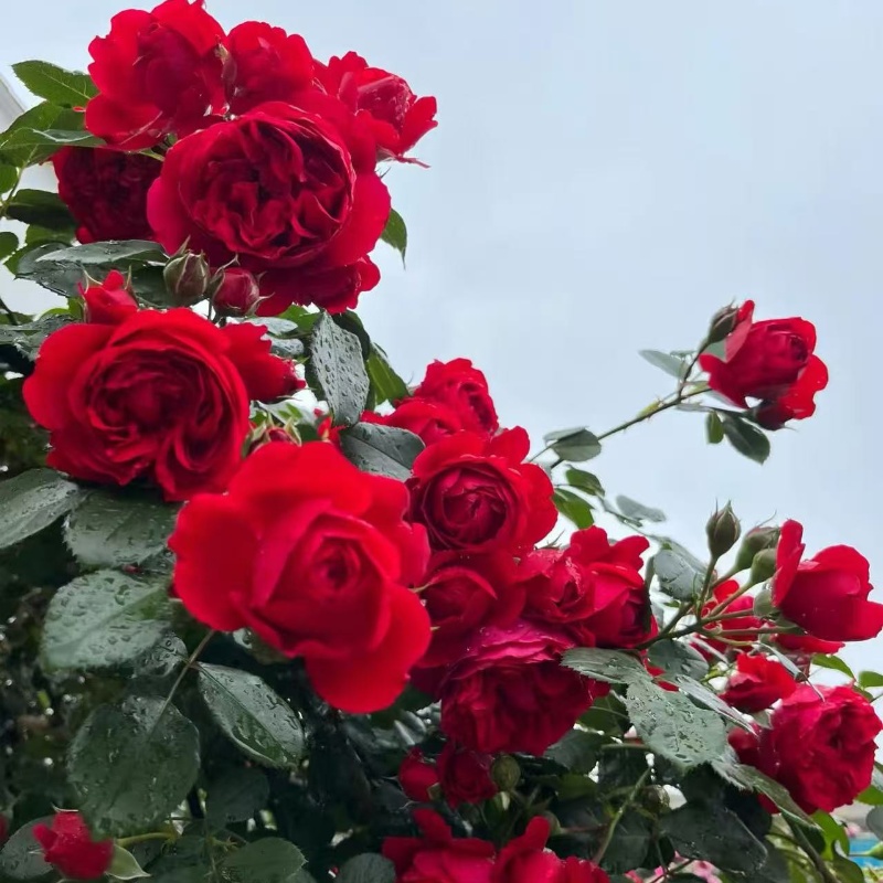 弗洛伦蒂娜藤本月季蔷薇花苗大花四季开花浓香型爬藤庭院植物