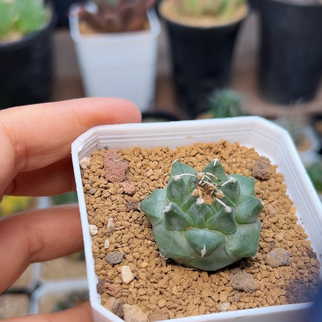 赤花娇丽实生球一颗