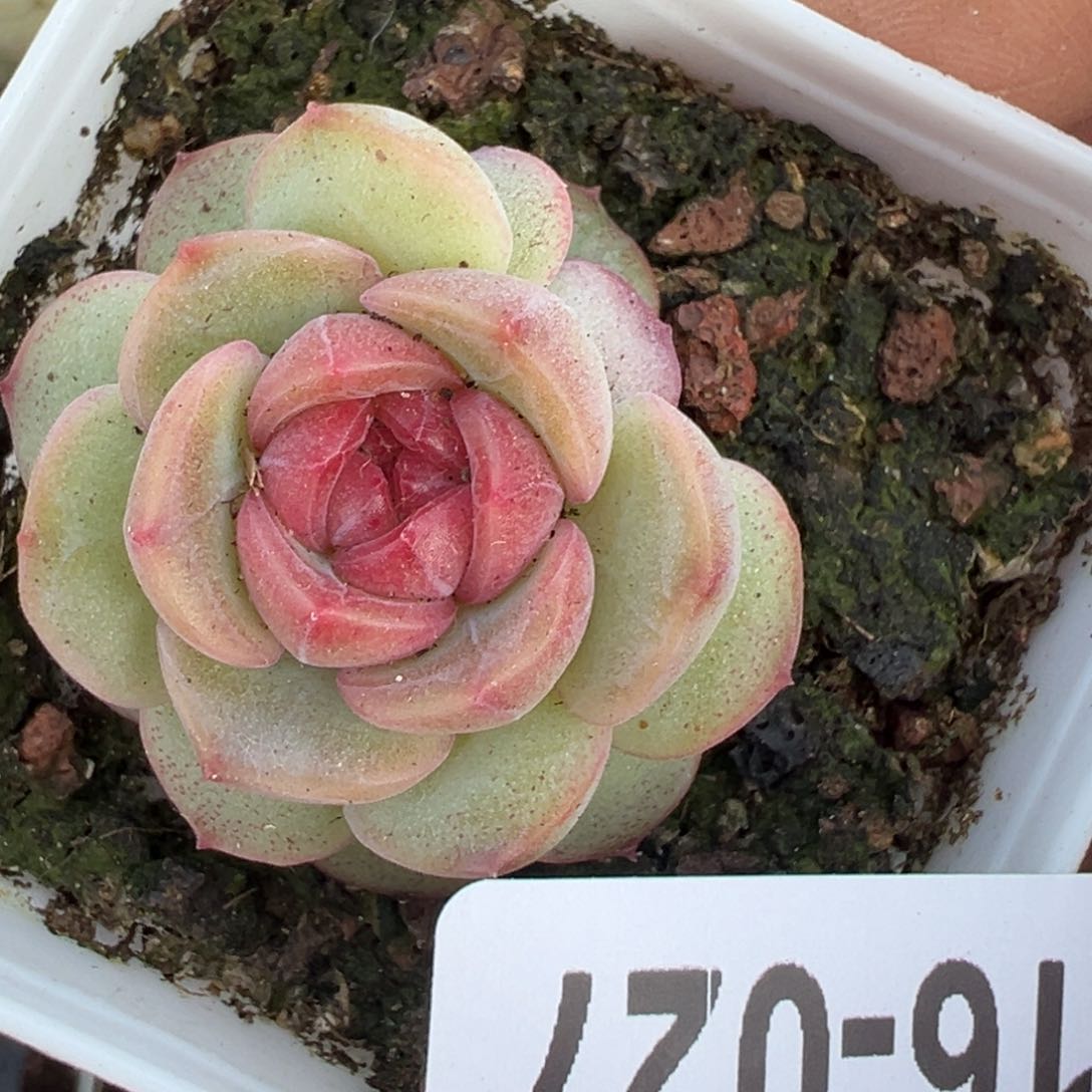 小卡拉米糖心一物一拍16-27