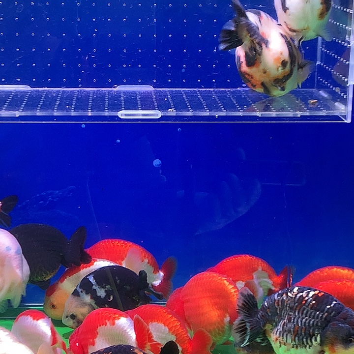金鱼开箱视频包损