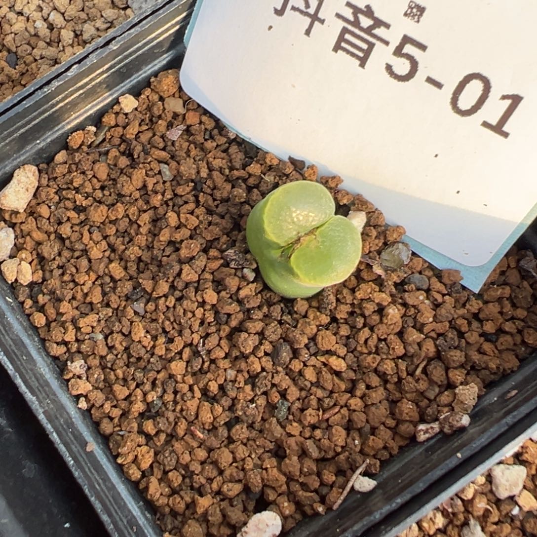 5-01肉锥多肉植物，