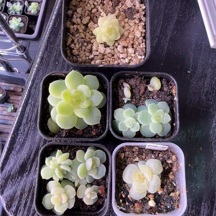 狗***板五颗专拍4公分盆口5颗