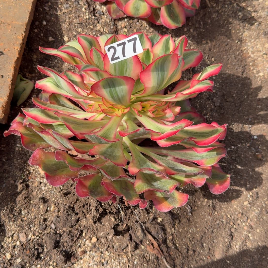 277多肉植物爱丽丝