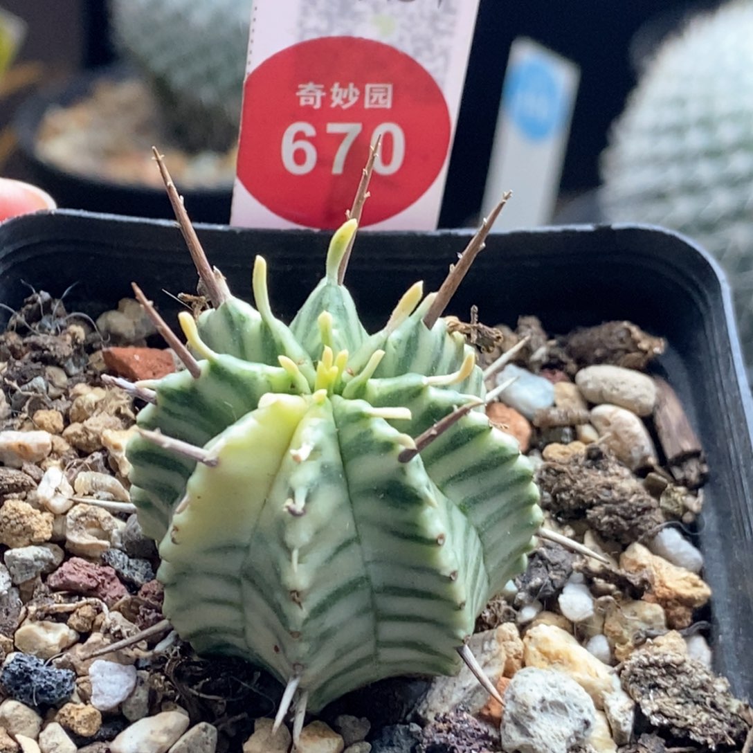 强刺斑马锦3.3cm