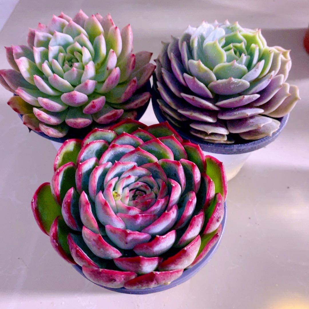 y云南侧影 露娜莲 霜花 11厘米左右