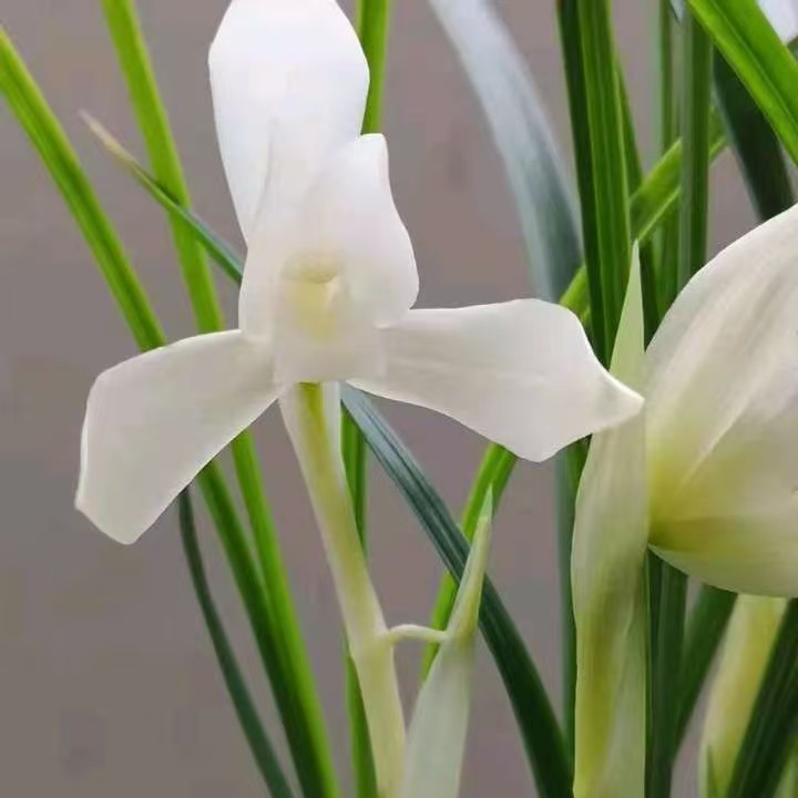 春兰白花素浓香型兰花3苗及以上春夏室内客厅好养绿植盆栽