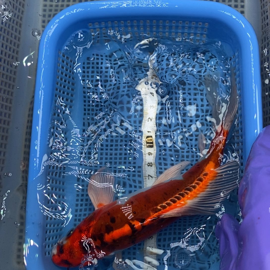 锦鲤冷水锦鲤包邮