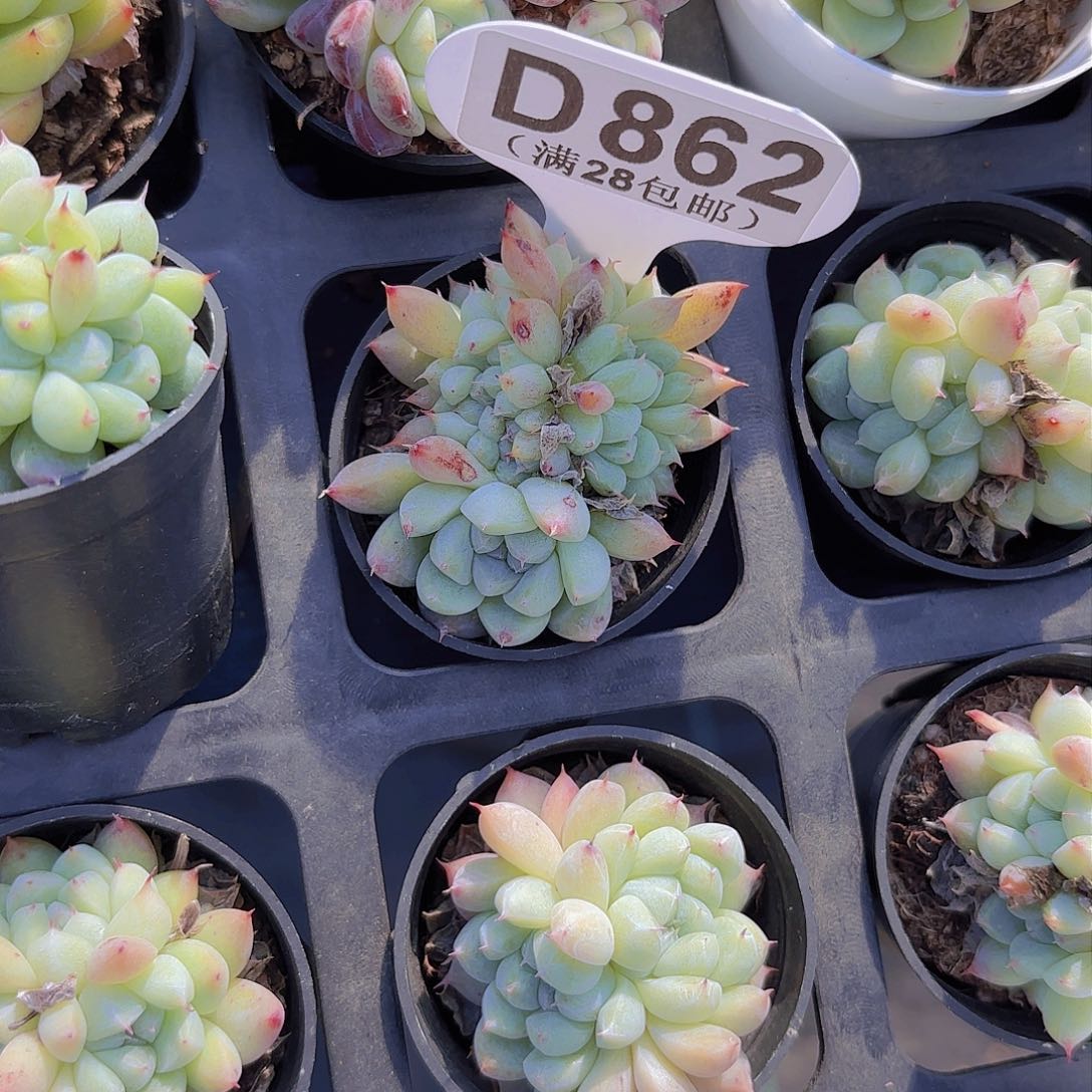 D862艾尔吧缀化一物一拍