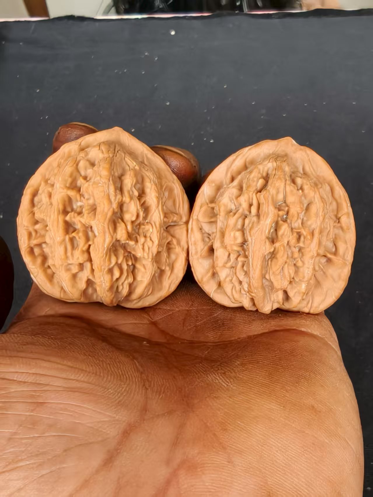 宠粉款福利价麦穗虎头全尺寸88一对