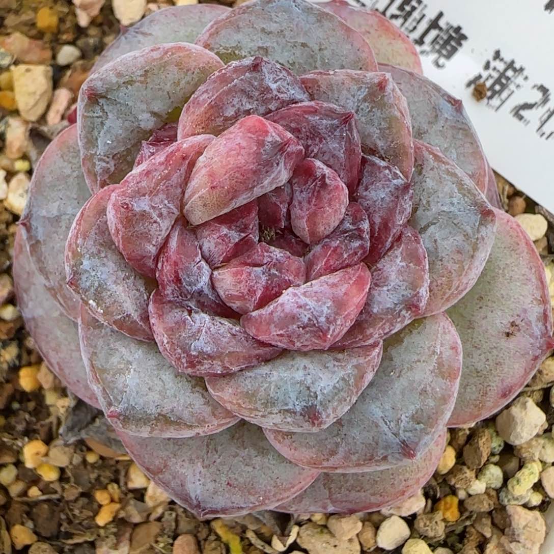 花语逸镜0129-562